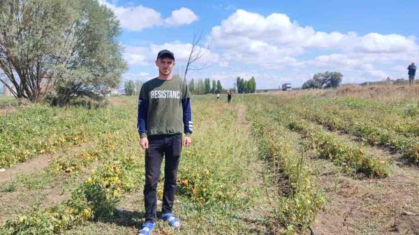 Yozgat'ta üniversite öğrencisi, ürettiği domatesleri tarlasında tüketicilerle buluşturuyor
