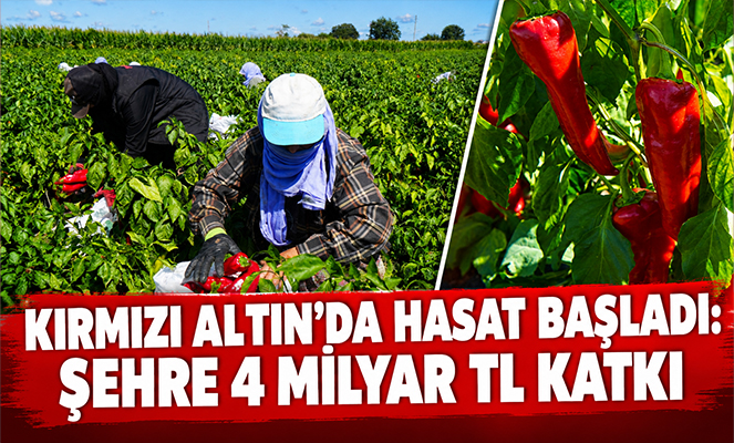Bafra Ovası'nda 'kırmızı altın'da hasat başladı: Şehre 4 milyar TL katkı