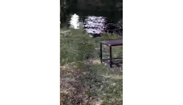 Dicle Nehri'nde nesli tehlike altındaki su samuru görüntülendi