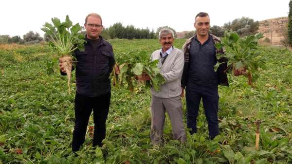 Yozgat'ta şekerpancarında 1 milyon 750 bin ton rekolte bekleniyor