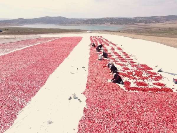 Bozkırda kurutulan domatesler işlendikten sonra yurt dışına gönderiliyor