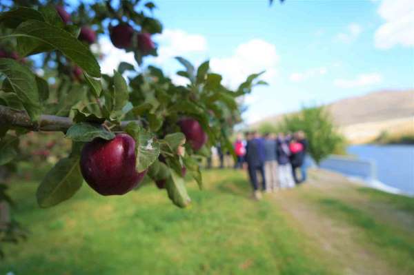 Muş'ta elma hasadından 100 milyon liralık gelir bekleniyor