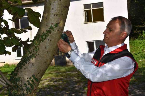 Ordu İl Tarım ve Orman Müdürü Ay: 'Kahverengi kokarca ile mücadele aralıksız devam ediyor'