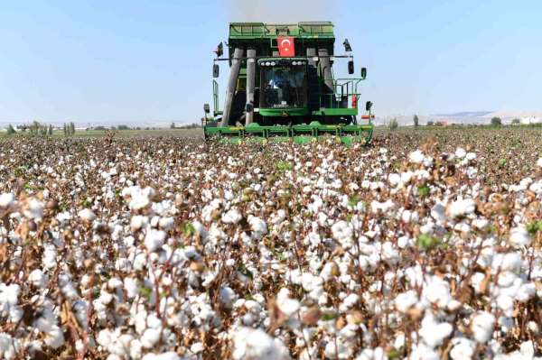 Şanlıurfa'da pamuk koruma altında