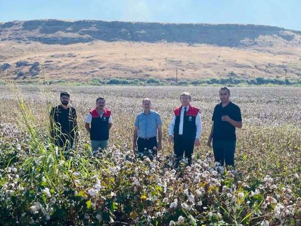 Cizre'de 'beyaz altın' mesaisi başladı