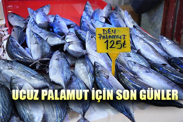 Ucuz palamut için son günler