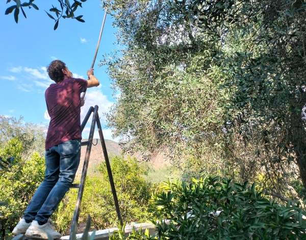 Köyceğiz'de zeytin hasadı başladı