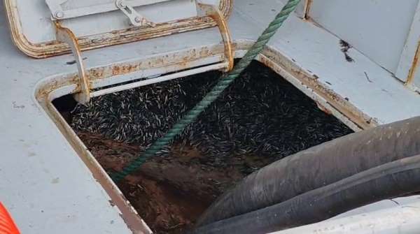 Araklı Limanı'nda hafta sonu hamsi yoğunluğu