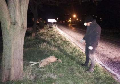 Yaralı köpeğe zabıta sahip çıktı