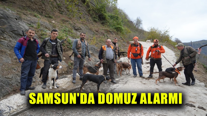 Samsun'da domuz alarmı: Avcılığa 'takoz' engeli