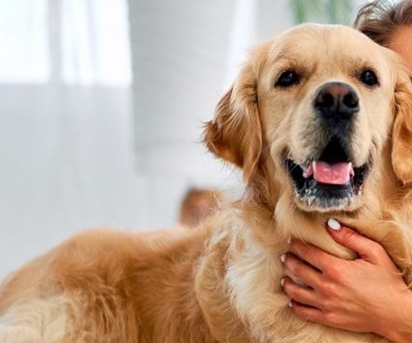 Pet Kuaför Ankara Hizmet Rehberi