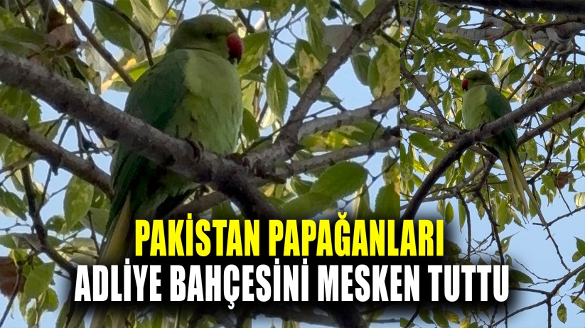 Pakistan papağanları adliye bahçesini mesken tuttu