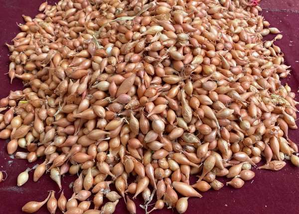 Soğan üreticilerine 'Dikim zamanı' uyarısı