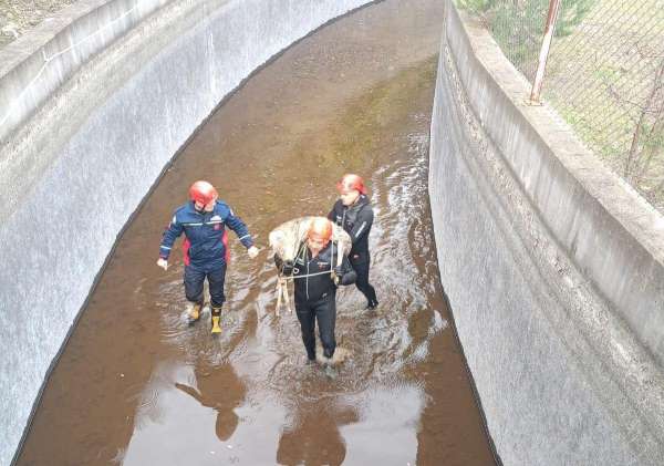 Su kanalına düşen karaca kurtarıldı, itfaiye eri metrelerce omzunda taşıdı