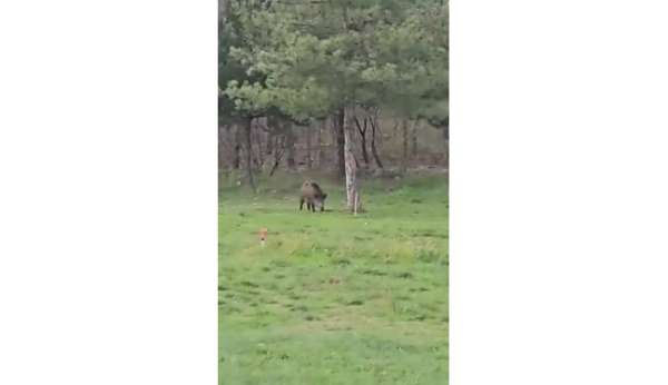 Yaban domuzu da üniversiteli oldu