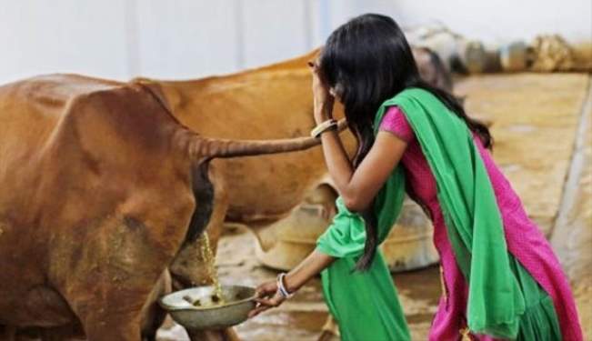 Hindistan'da inek idrarı, sütünden daha pahalı