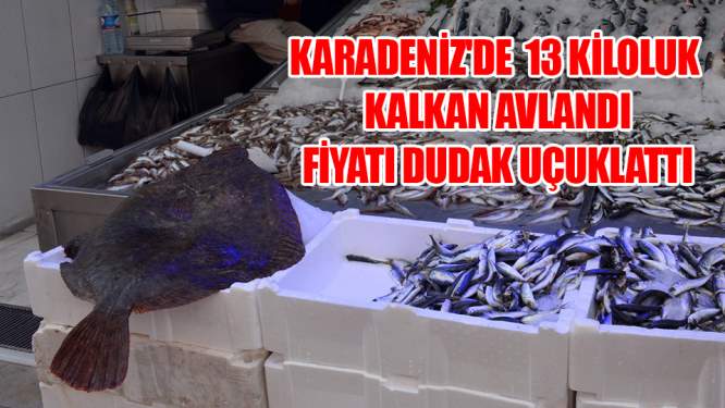 Kalkan balığının fiyatı dudak uçuklatıyor