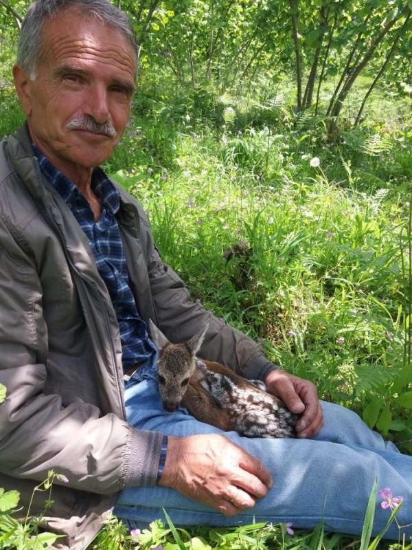 Yavru karaca vatandaşa sığındı