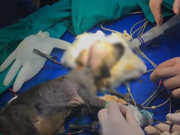 Beynine şant takılan köpek hayati tehlikeli atlattı