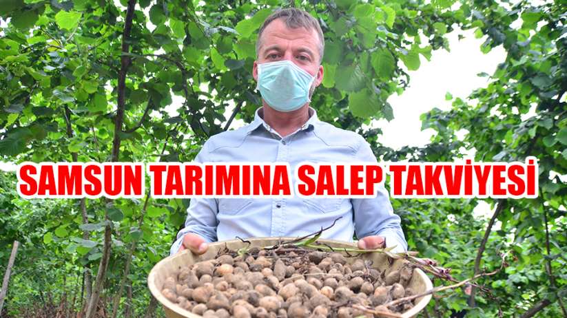 Karadeniz tarımına alternatif ürün: Salep
