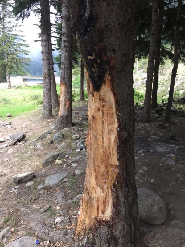 5 liralık çıra için 70 yıllık ağaçlara böyle zarar verdiler 