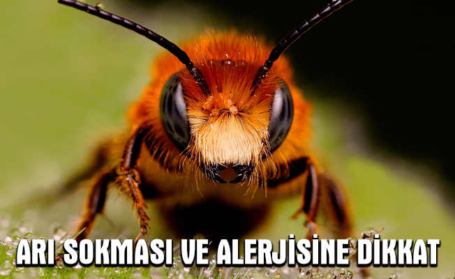 Arı sokması ve alerjisine dikkat