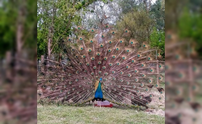 Artık birde dişisi var