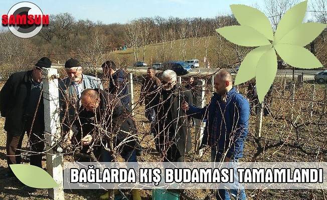 Bağlarda kış budaması tamamlandı