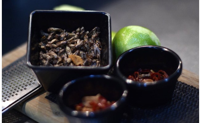 Çin, Milyarlarca Hamam Böceği Üretiyor