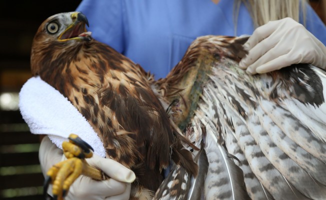 Kırık kanadına metal pim takıldı