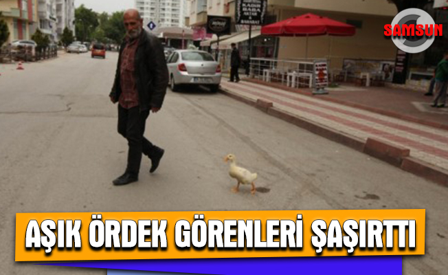 Aşık ördek görenleri şaşırttı