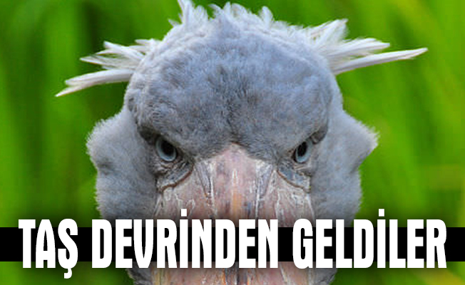 Taş Devri'nden gelen muhteşem canlı !