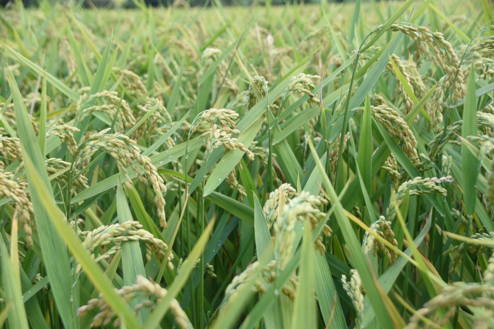 Yağış kimine felaket kimine bereket oldu
