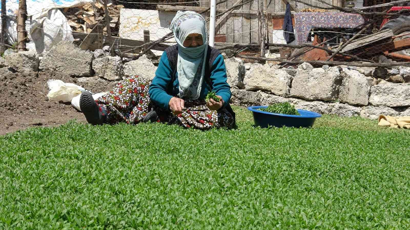 Dağda değil köyde yetişiyor, çiftçinin yüzü gülüyor
