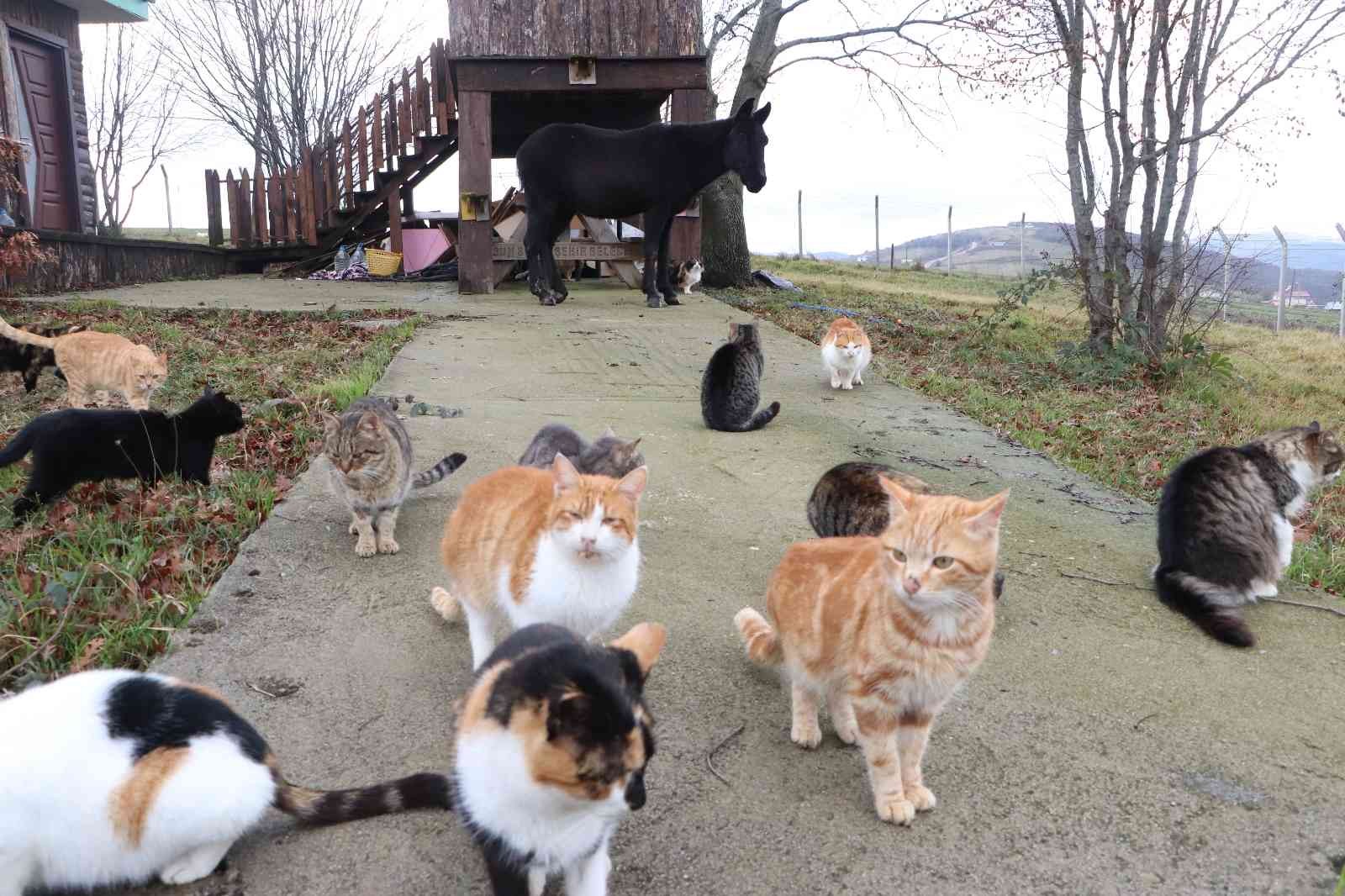 Kedi Kasabası'nın Misafir'i katır
