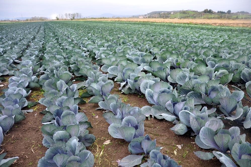 Samsun, karnabahar üretiminde Türkiye 1'inciliğine yükseldi