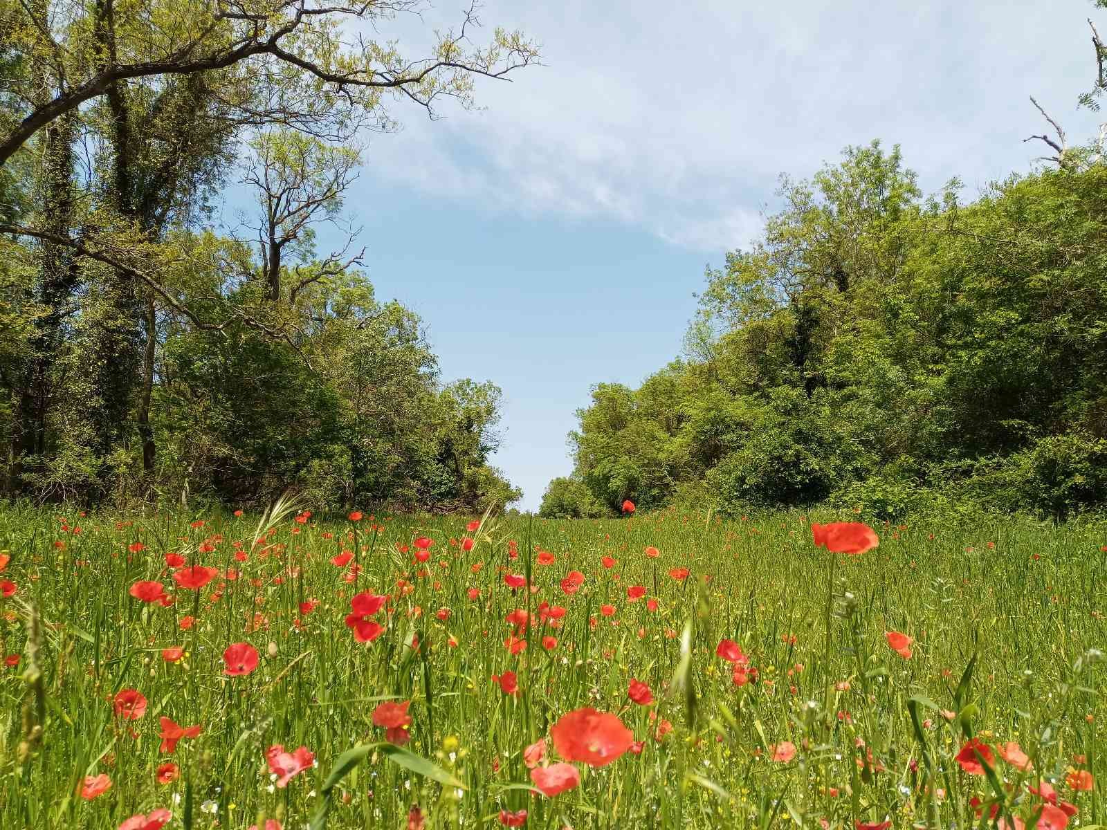 Eko turizmin gözdesi Samsun
