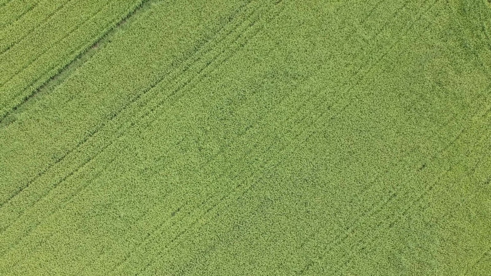 Yağış kimine felaket kimine bereket oldu
