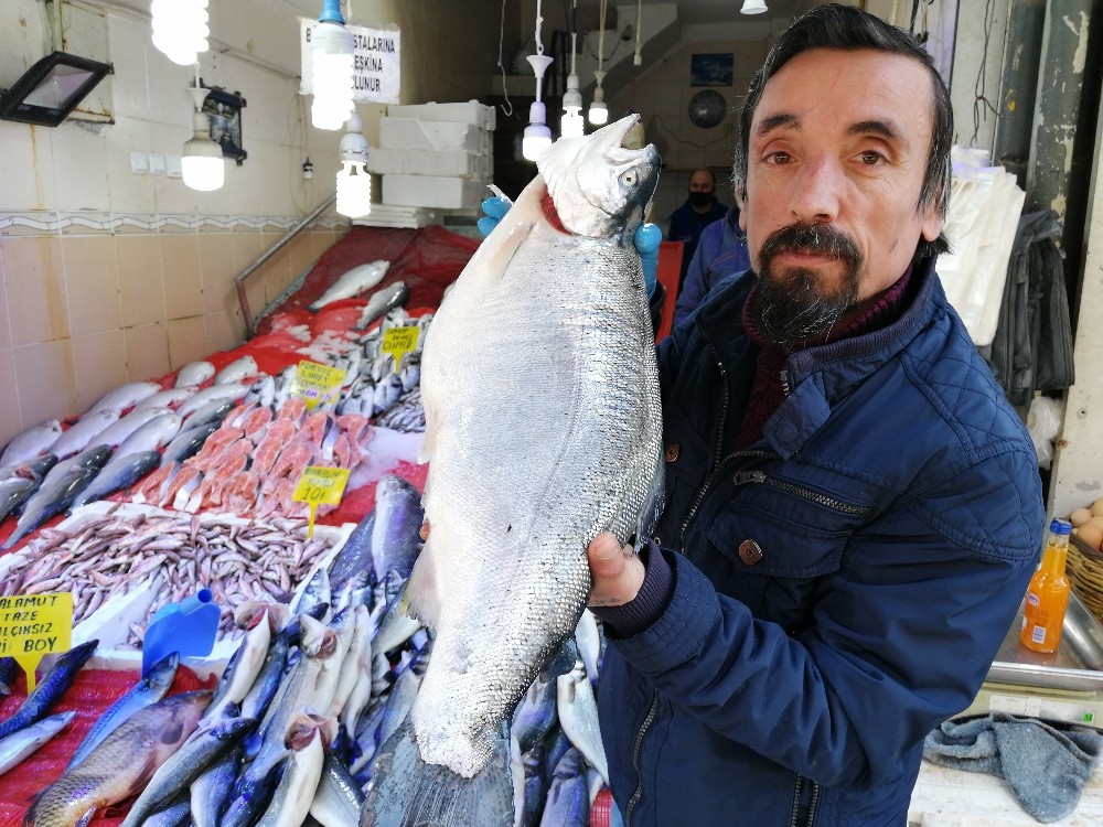 Sezonun son balıkları 15 liradan satılıyor
