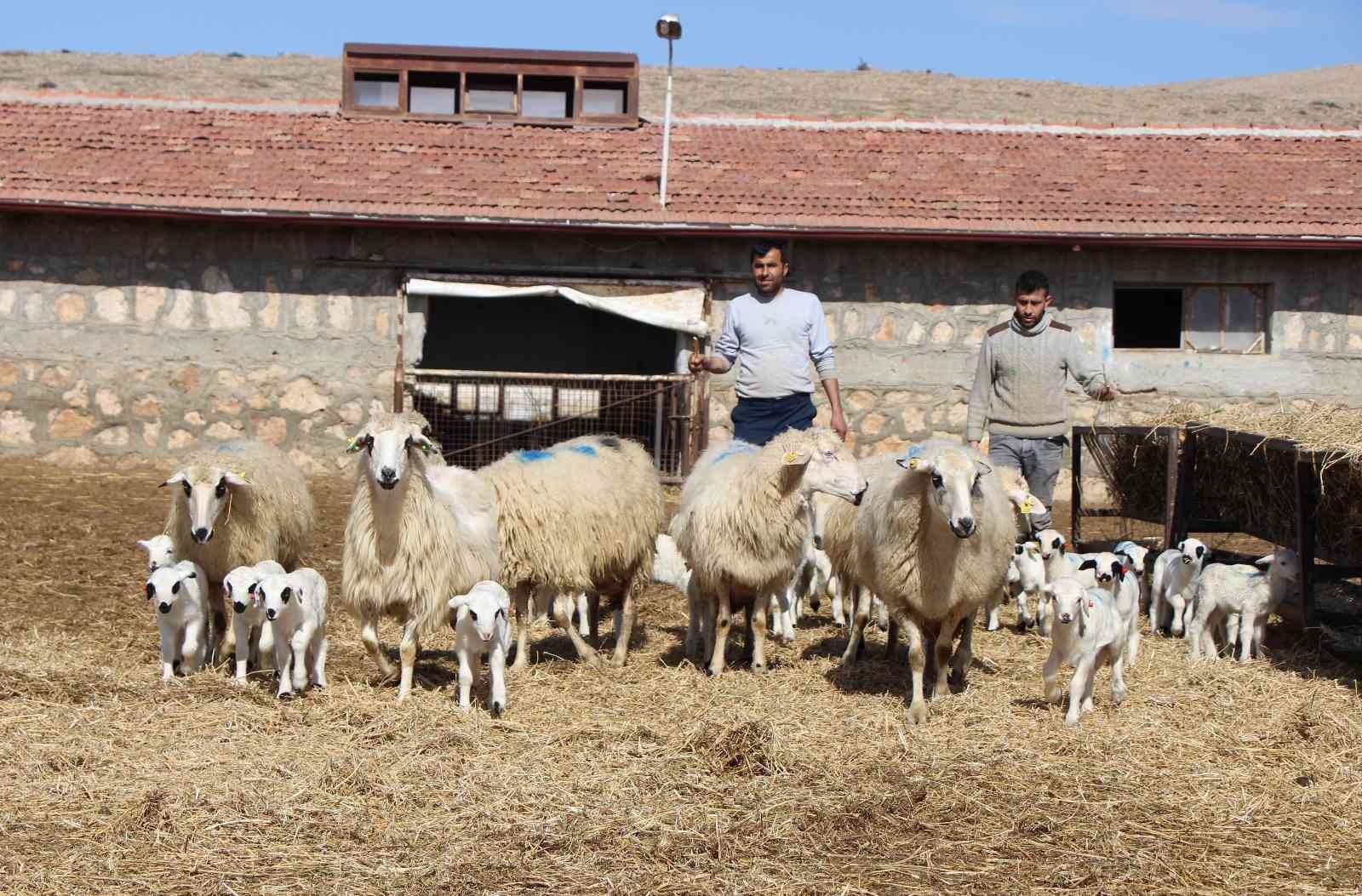 Amasya'da üç koyun beşiz yavruladı
