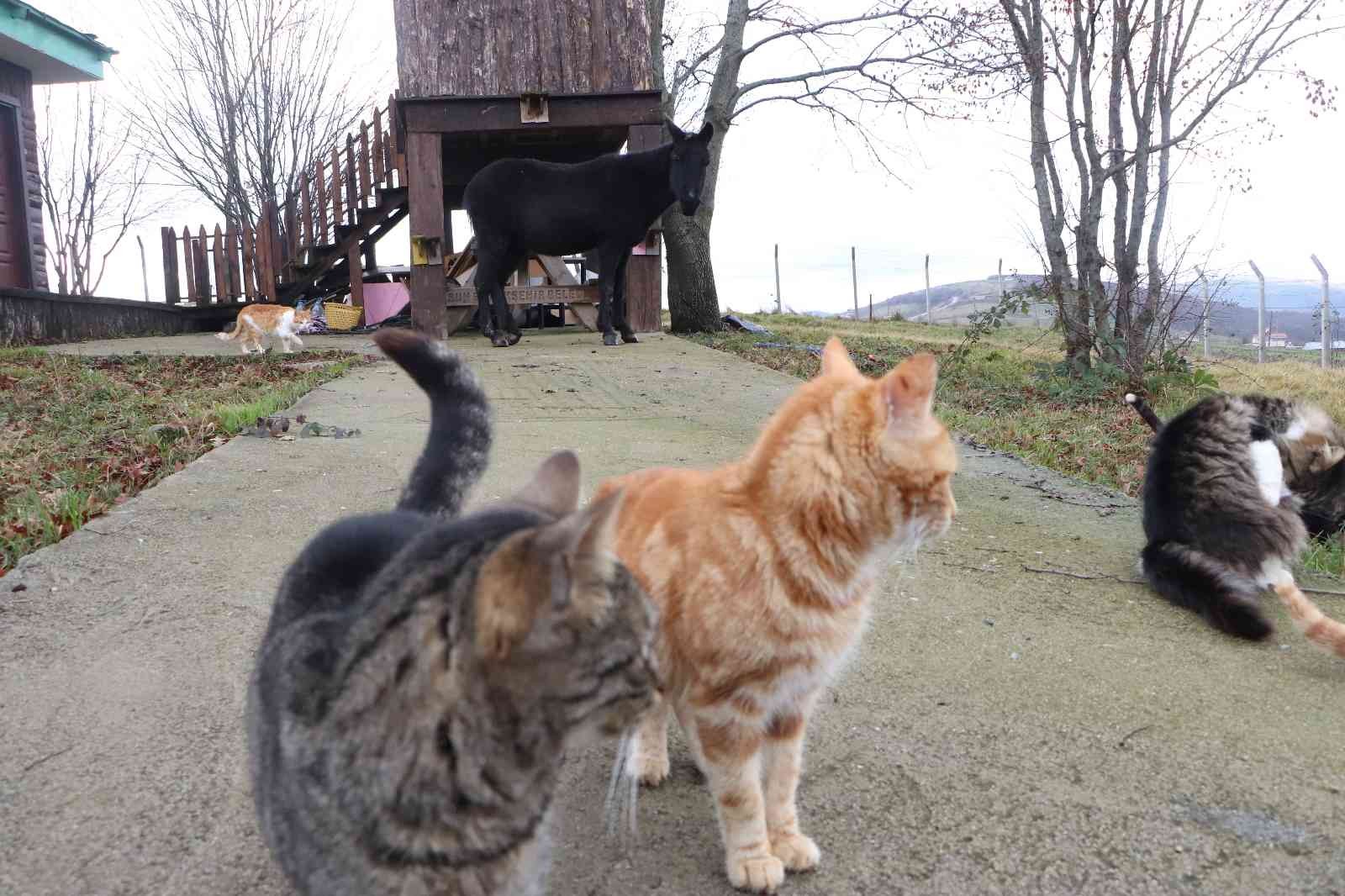 Kedi Kasabası'nın Misafir'i katır
