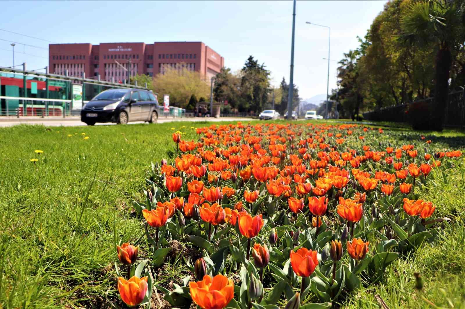 Samsun'da lale zamanı bu sene geç başladı
