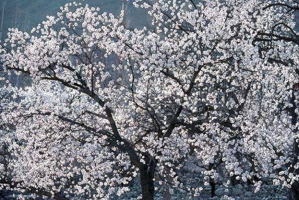 120 yıl yaşıyorlar! Bilim adamları bu Türkleri inceliyor 