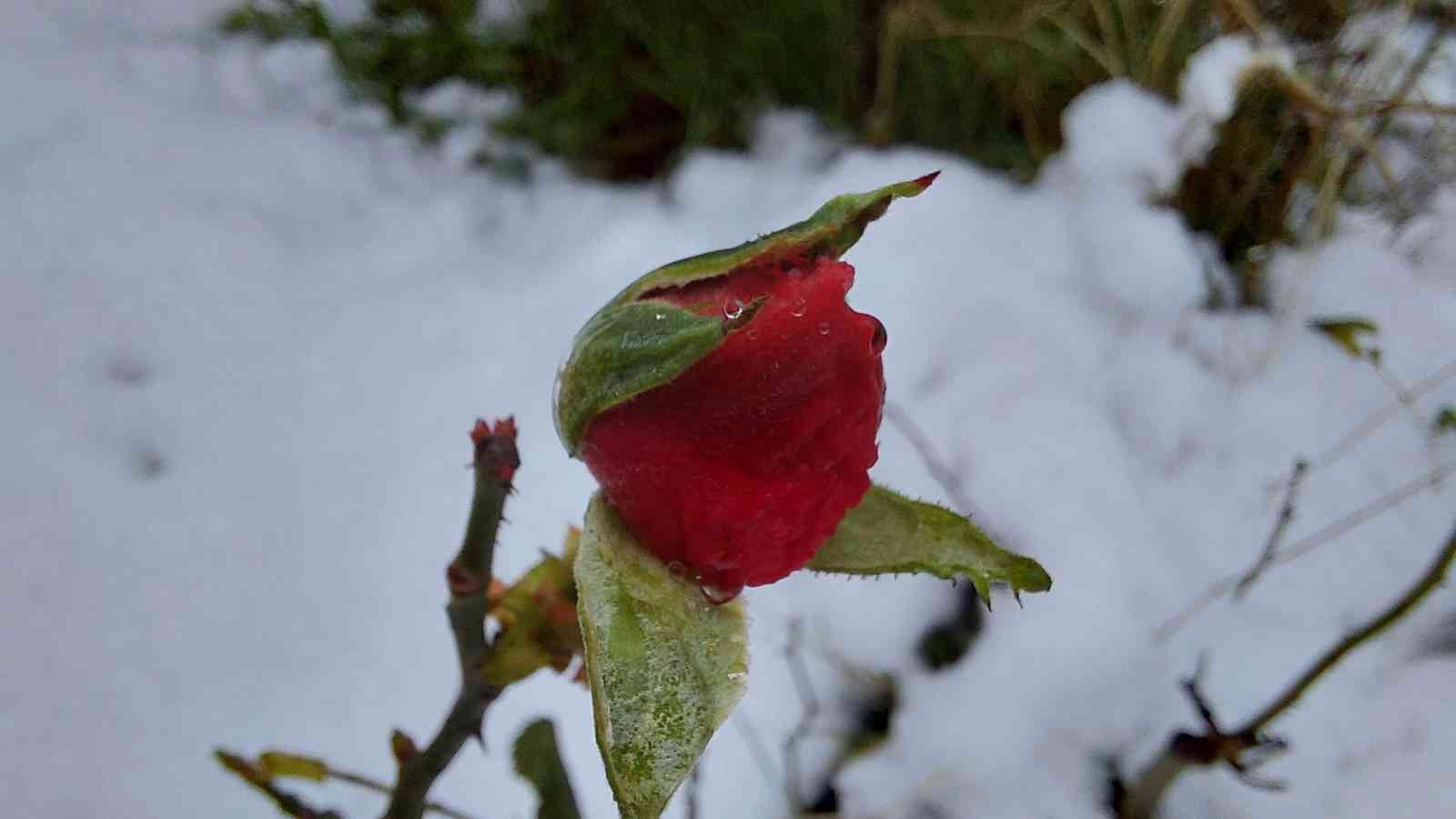 Samsun'da yağan kar kartpostallık görüntüler oluşturdu
