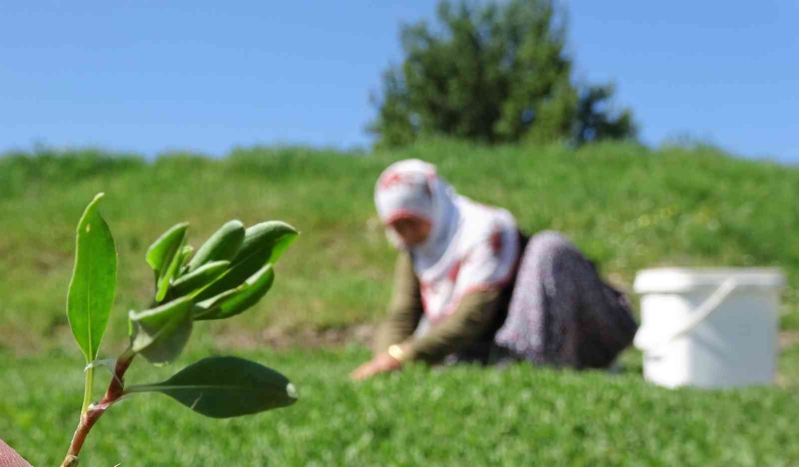 Dağda değil köyde yetişiyor, çiftçinin yüzü gülüyor
