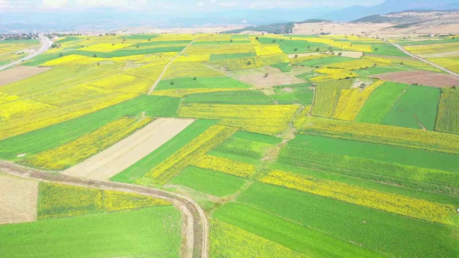 Sarıya boyanan ayçiçeği tarlaları hasat için gün sayıyor
