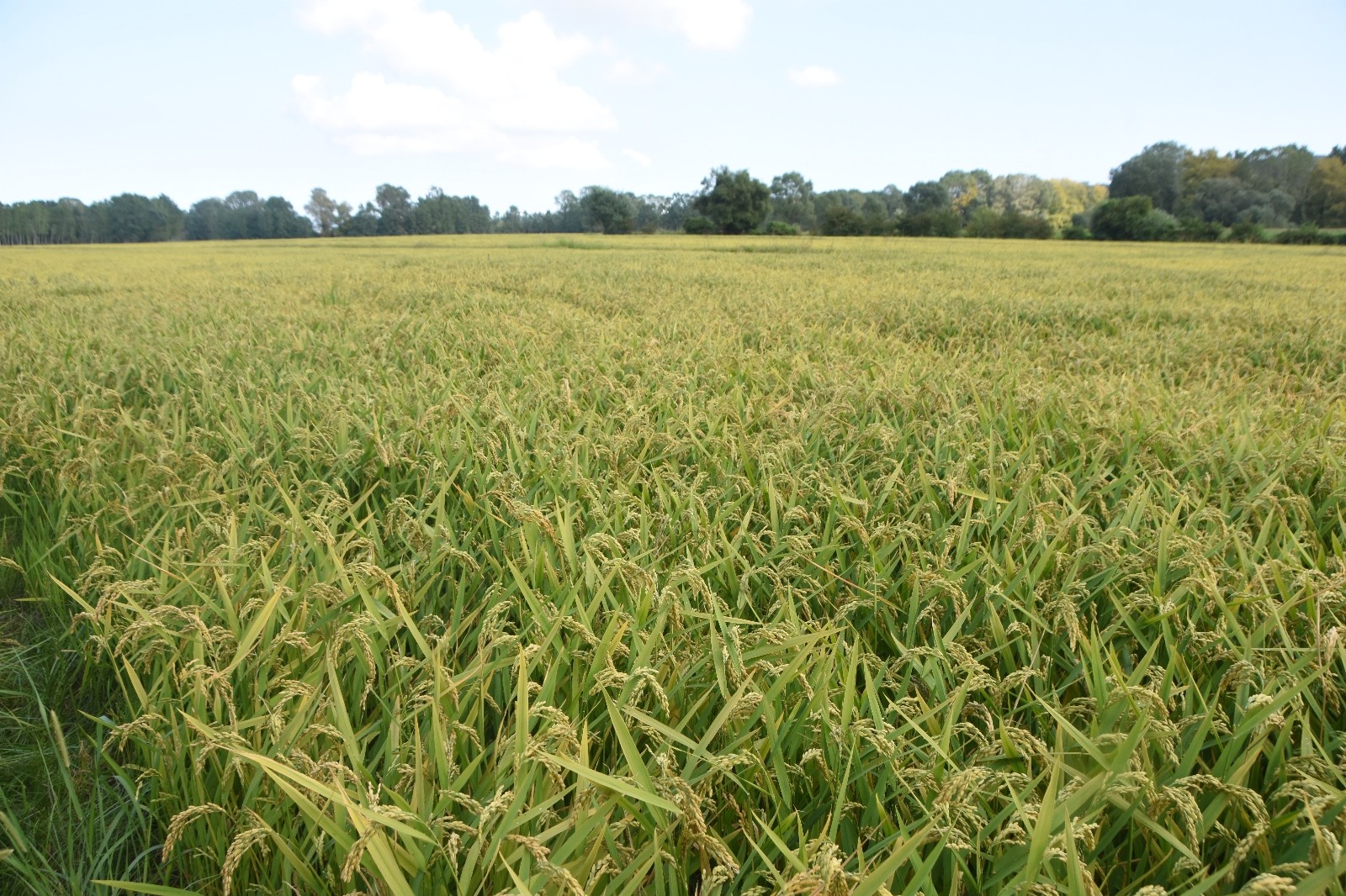 Yağış kimine felaket kimine bereket oldu
