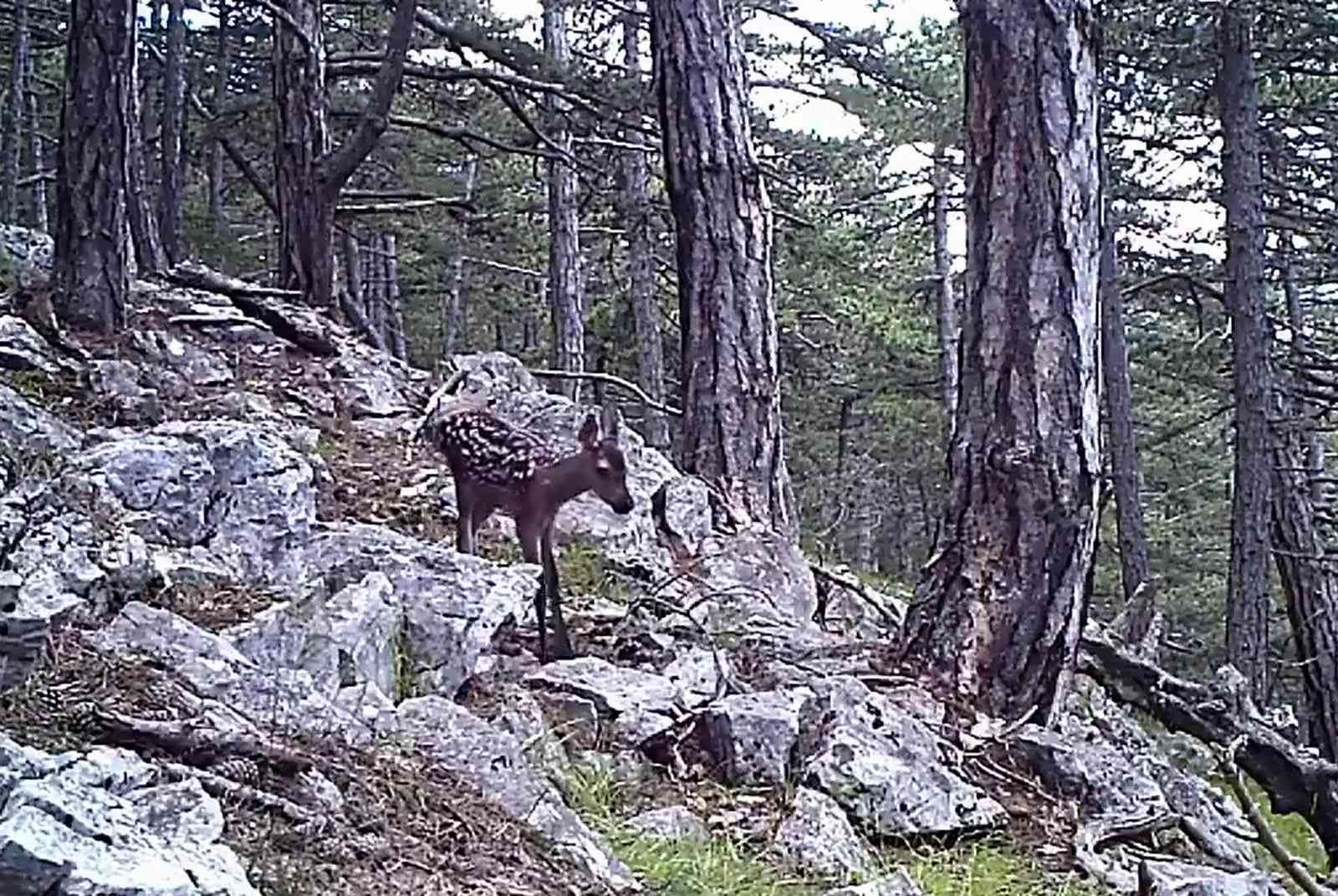 Samsun'da yaban hayatı fotokapana yakalandı
