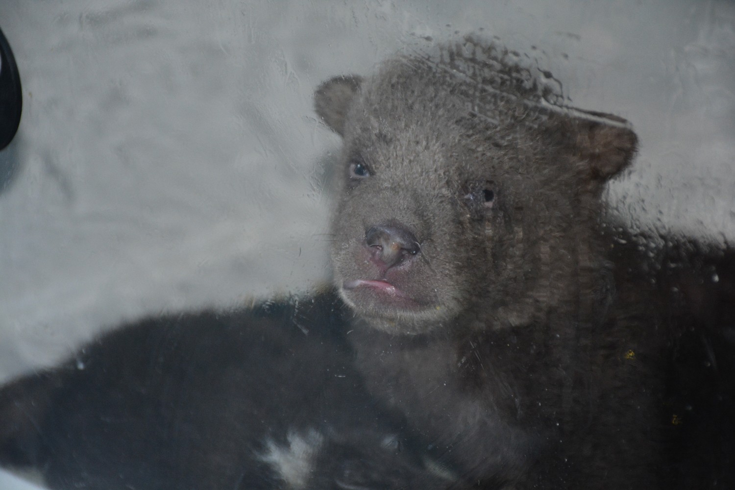 Donmak üzereyken bulunan yavru ayılar Sinop'ta tedavi altına alındı
