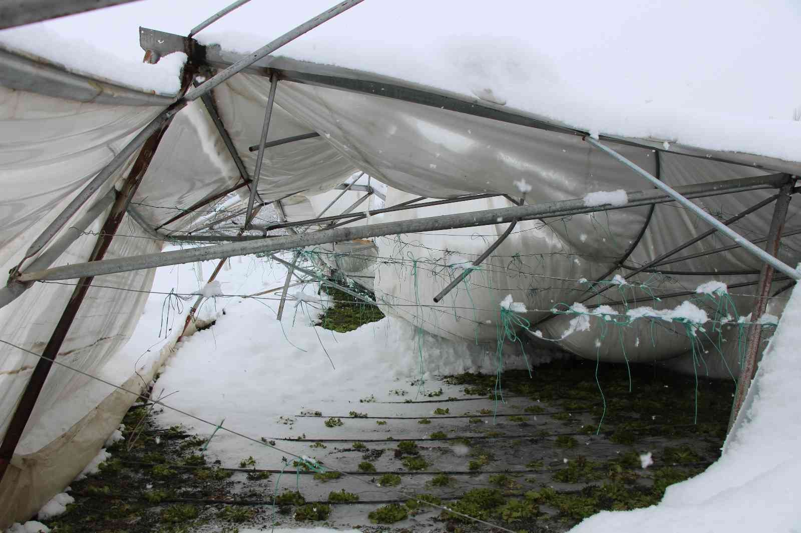 Amasya'da yoğun kar yağışı seraları yıktı
